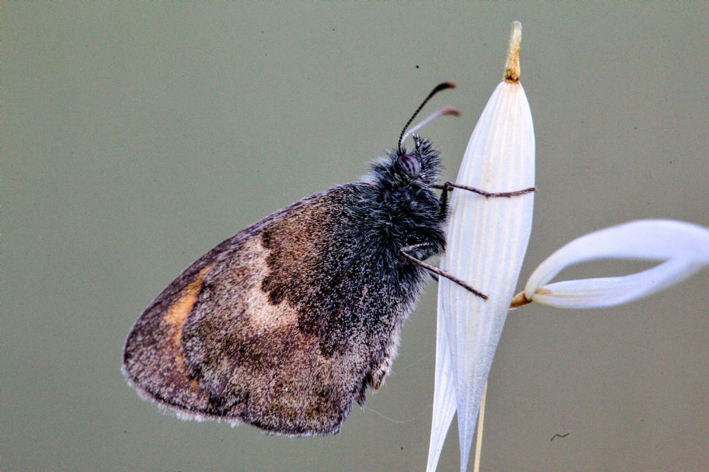 Coenonympha pamphilus (Nymphalidae Satyrinae)